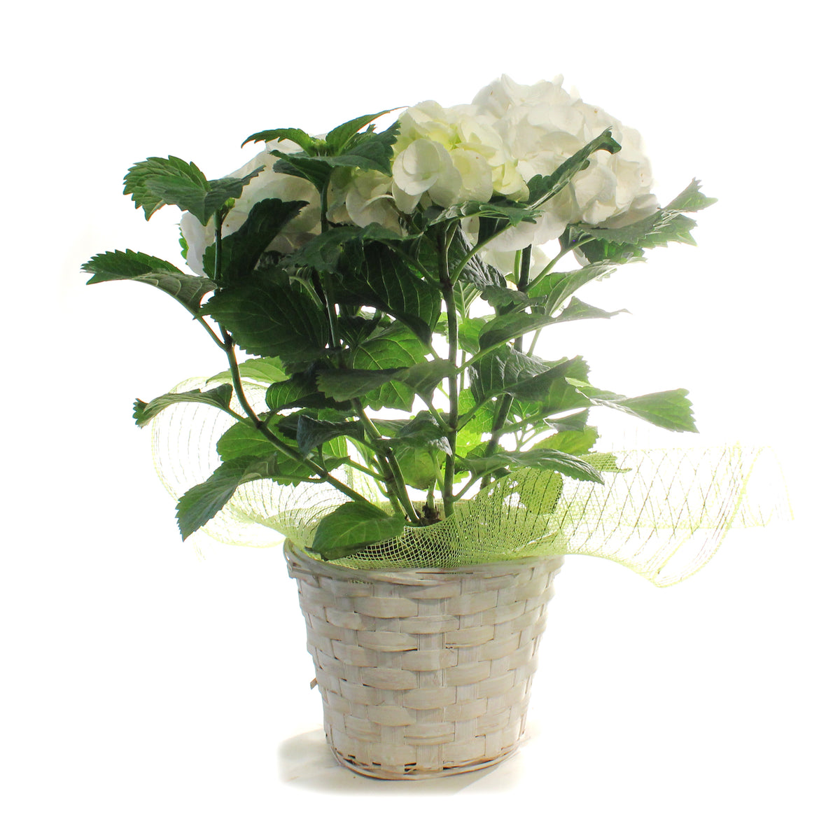 Hydrangea, 6in, HI™ Sun White w/ Easter Basket