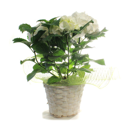Hydrangea, 6in, HI™ Sun White w/ Easter Basket