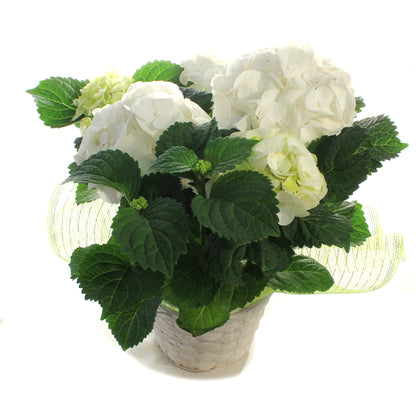 Hydrangea, 6in, HI™ Sun White w/ Easter Basket