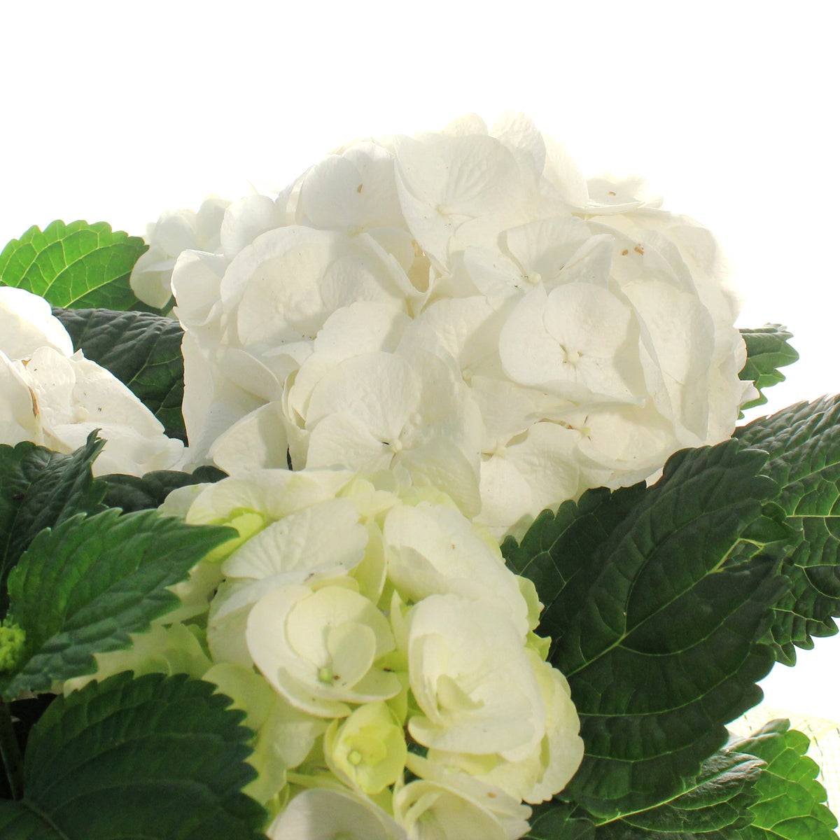 Hydrangea, 6in, HI™ Sun White w/ Easter Basket
