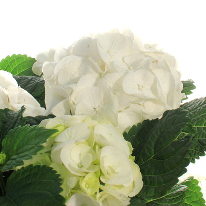 Hydrangea, 6in, HI™ Sun White w/ Easter Basket