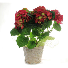 Load image into Gallery viewer, Hydrangea, 6in, HI™ Fire Red w/ Easter Basket
