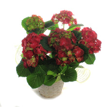 Load image into Gallery viewer, Hydrangea, 6in, HI™ Fire Red w/ Easter Basket
