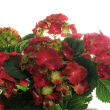 Load image into Gallery viewer, Hydrangea, 6in, HI™ Fire Red w/ Easter Basket
