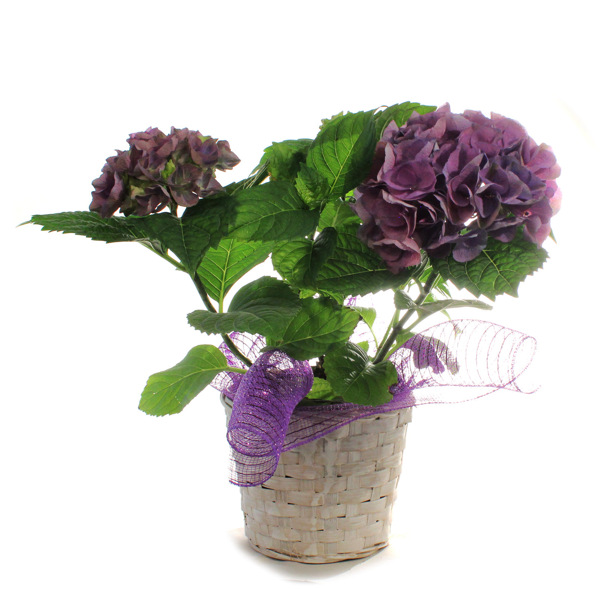 Hydrangea, 6in, HI™ River Blue w/ Easter Basket