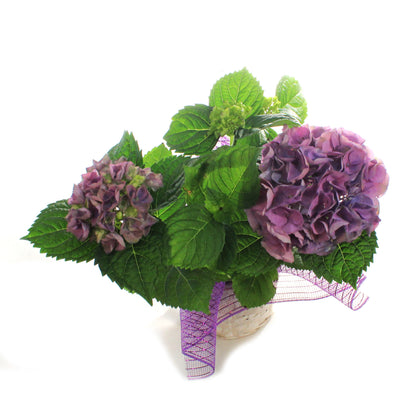Hydrangea, 6in, HI™ River Blue w/ Easter Basket