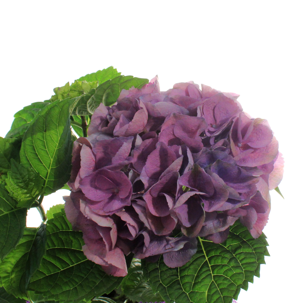Hydrangea, 6in, HI™ River Blue w/ Easter Basket