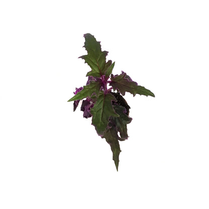 Gynura Aurantiaca, 2.5in, Purple Passion