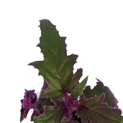 Gynura Aurantiaca, 2.5in, Purple Passion