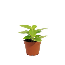 Load image into Gallery viewer, Peperomia, 2.5in, Pixie Lime
