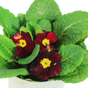 Primula, 4in, Happy Easter Pot, Asst.