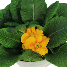 Load image into Gallery viewer, Primula, 4in, Happy Easter Pot, Asst.
