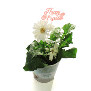 Gerbera Daisy, 4in, Happy Easter Pot, Asst.