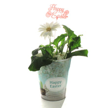 Load image into Gallery viewer, Gerbera Daisy, 4in, Happy Easter Pot, Asst.
