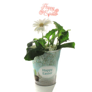 Gerbera Daisy, 4in, Happy Easter Pot, Asst.