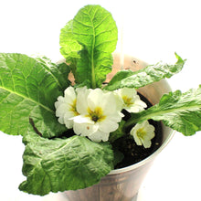 Load image into Gallery viewer, Primula, 4in,  Easter Egg  Pot, Asst.
