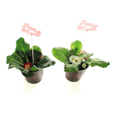 Load image into Gallery viewer, Primula, 4in,  Easter Egg  Pot, Asst.
