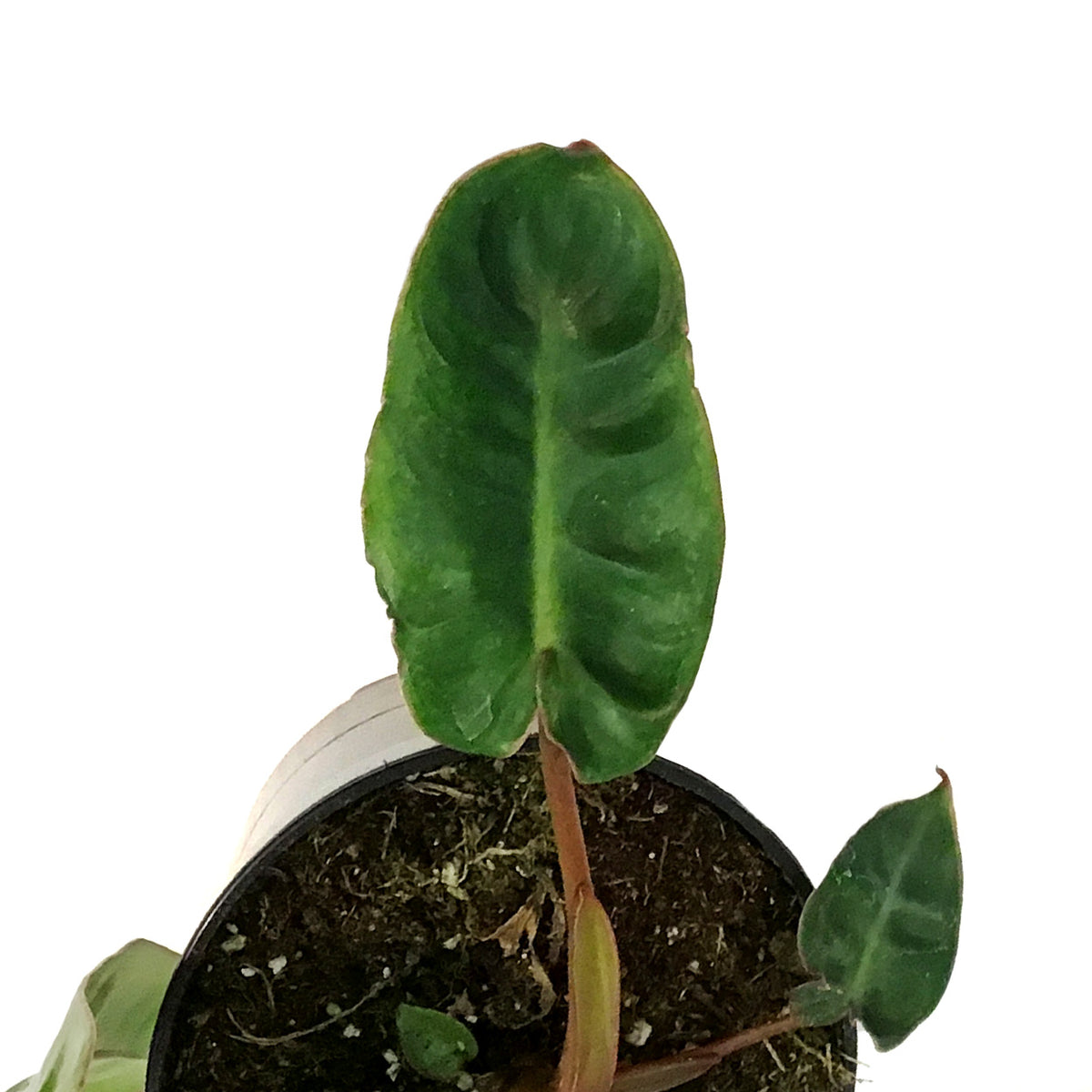 Philodendron, 4in, Billietiae