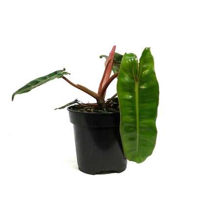 Philodendron, 4in, Billietiae