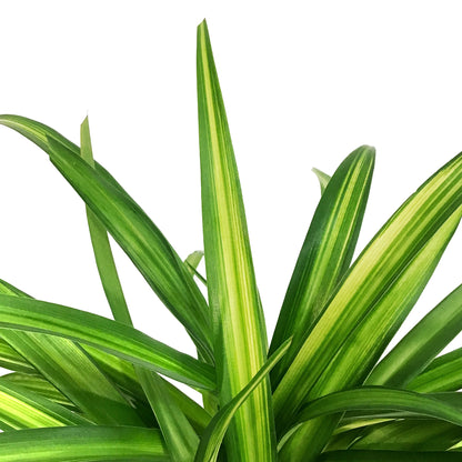 Spider Plant, 6in, Lemon