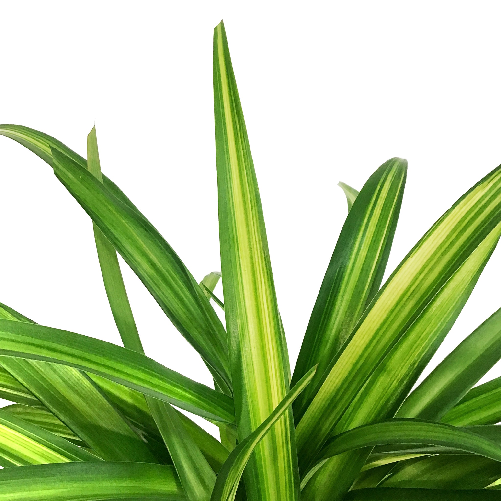 spider plant lemon Spider Plant, 6in, Lemon – Floral Acres Greenhouse & Garden Centre