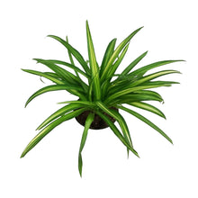 Load image into Gallery viewer, Spider Plant, 6in, Lemon
