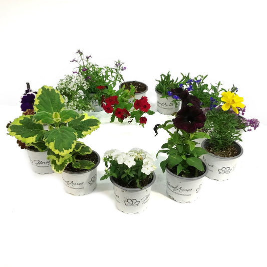 Annual, 3.5in, Mystery Pot, Assorted