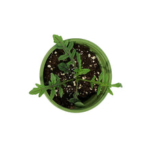 Load image into Gallery viewer, Funky Foods Arugula, 4in, Dragons Fire
