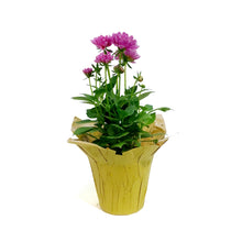 Load image into Gallery viewer, Dahlia, 4in, Cinco De Mayo w/ Pot Cover
