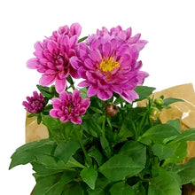 Load image into Gallery viewer, Dahlia, 4in, Cinco De Mayo w/ Pot Cover
