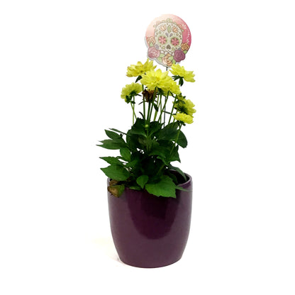 Dahlia, 4in, Cinco De Mayo w/ Ceramic Pot