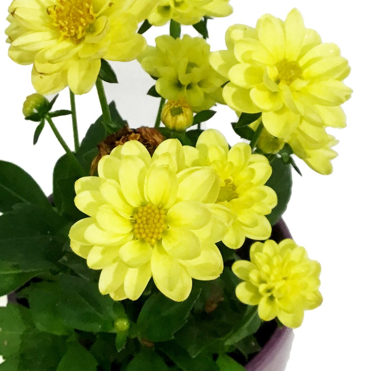 Dahlia, 4in, Cinco De Mayo w/ Ceramic Pot