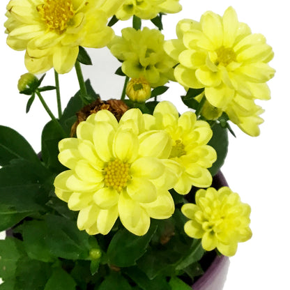 Dahlia, 4in, Cinco De Mayo w/ Ceramic Pot