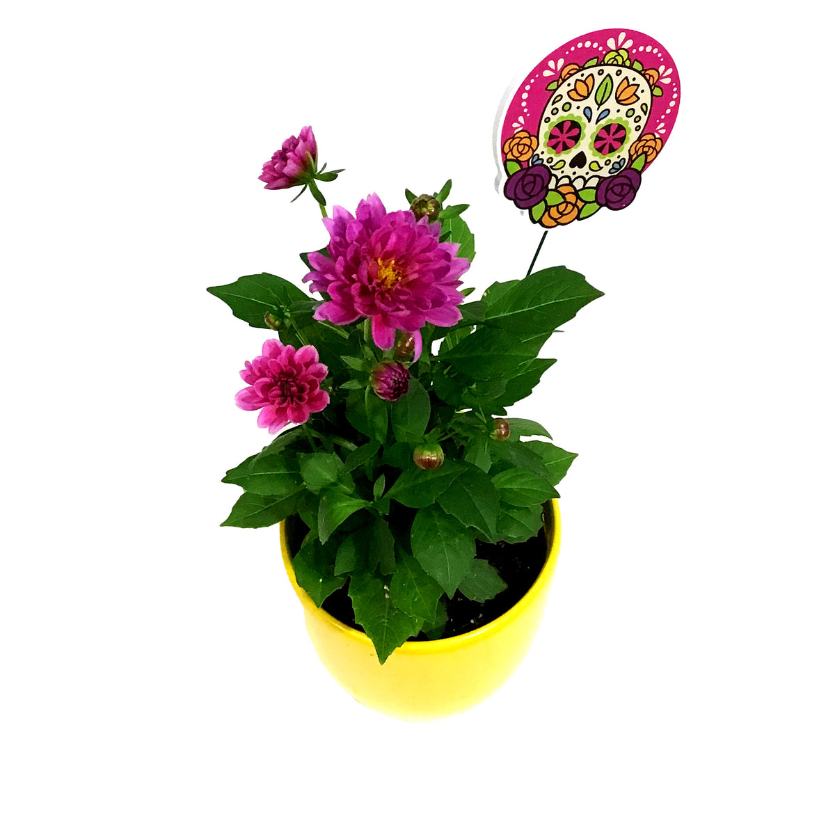 Dahlia, 4in, Cinco De Mayo w/ Ceramic Pot