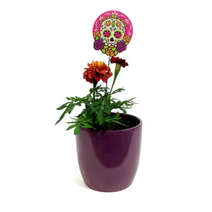 Marigold, 4in, Cinco De Mayo w/ Ceramic Pot