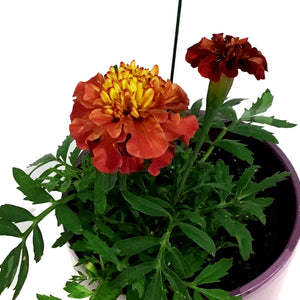 Marigold, 4in, Cinco De Mayo w/ Ceramic Pot