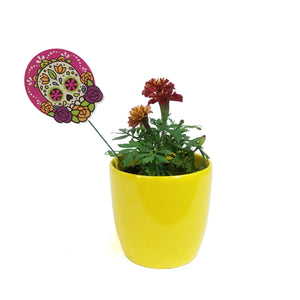 Marigold, 4in, Cinco De Mayo w/ Ceramic Pot