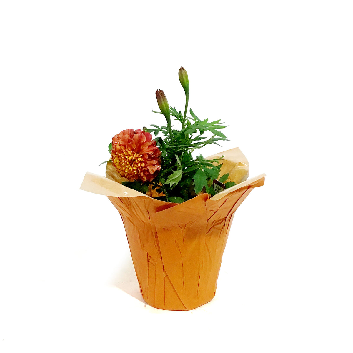 Marigold, 4in, Cinco De Mayo w/ Pot Cover