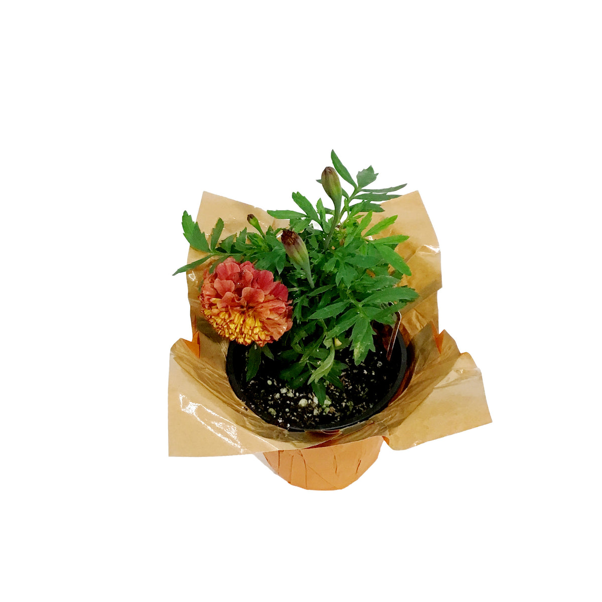 Marigold, 4in, Cinco De Mayo w/ Pot Cover