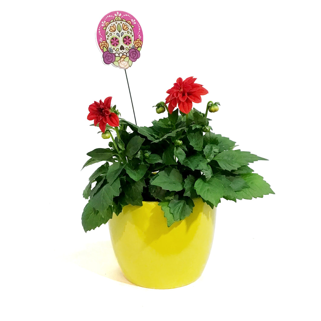 Dahlia, 6in, Cinco De Mayo w/ Ceramic Pot