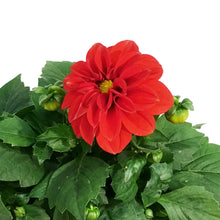 Load image into Gallery viewer, Dahlia, 6in, Cinco De Mayo w/ Ceramic Pot
