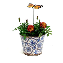 Load image into Gallery viewer, Marigold, 6in, Cinco De Mayo w/ Tin Pot
