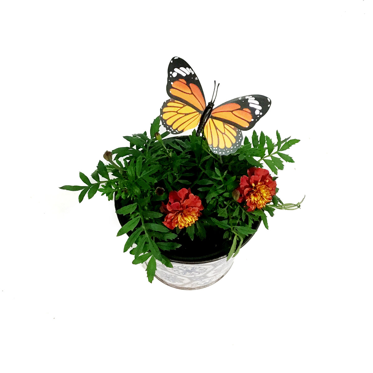 Marigold, 6in, Cinco De Mayo w/ Tin Pot