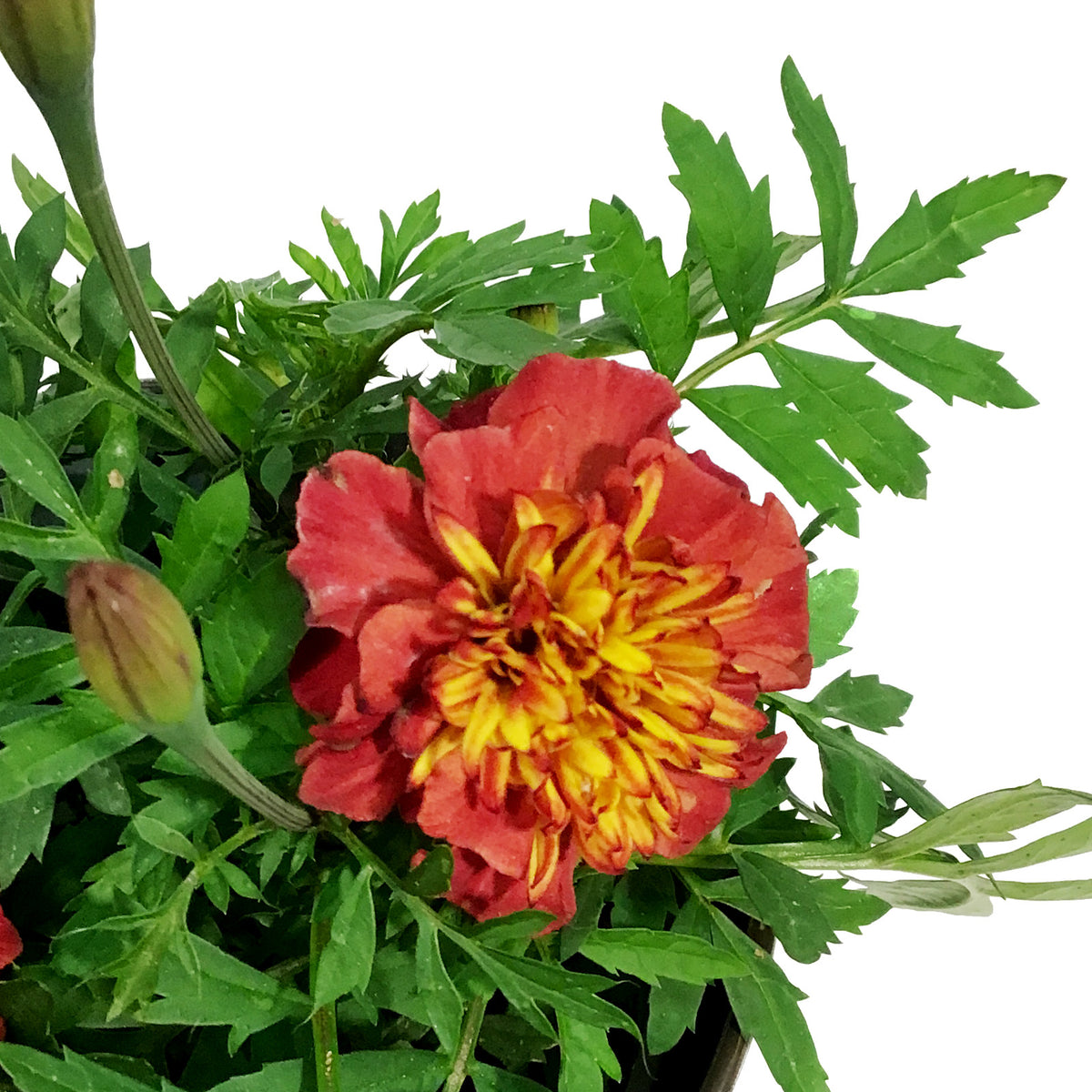 Marigold, 6in, Cinco De Mayo w/ Tin Pot