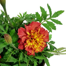 Load image into Gallery viewer, Marigold, 6in, Cinco De Mayo w/ Tin Pot
