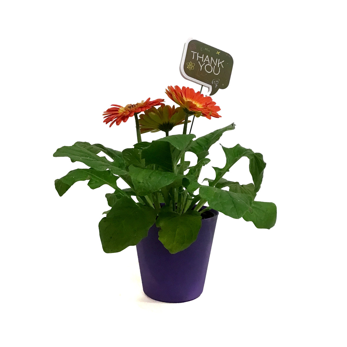 Teacher's Week Planter, 4in, Purple Pot w/ Pick