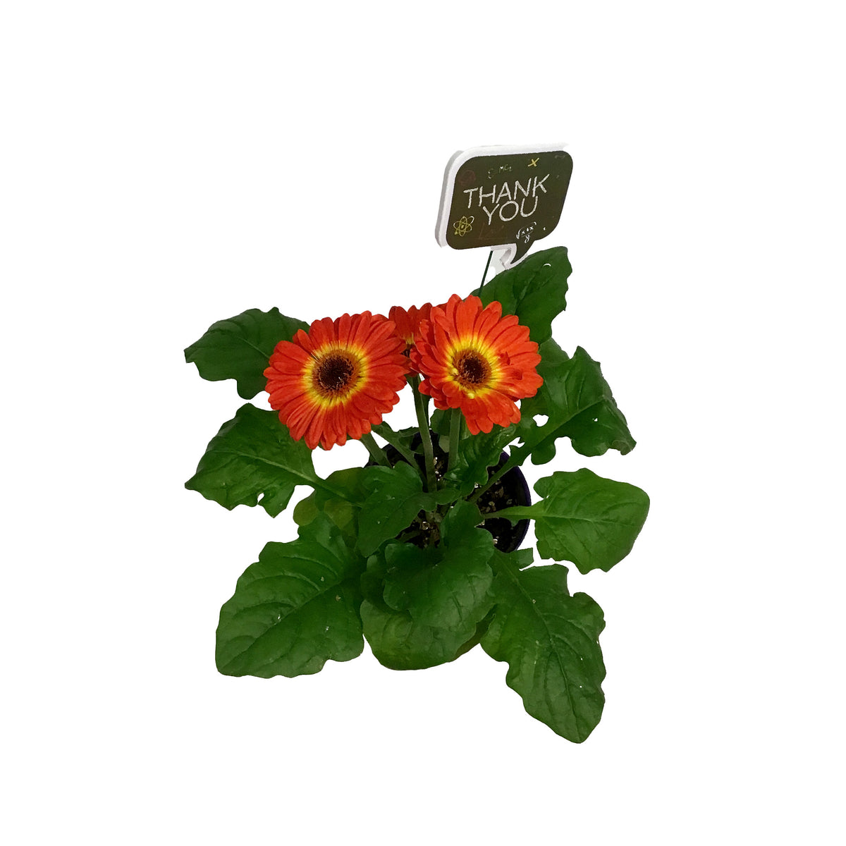 Teacher's Week Planter, 4in, Purple Pot w/ Pick