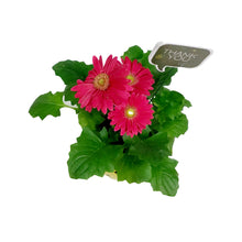 Load image into Gallery viewer, Teacher&#39;s Week Planter, 4in, Smile Pot w/ Pick
