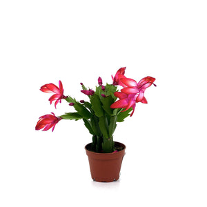 Christmas Cactus, 2.5in, Zygo, Assorted - Floral Acres Greenhouse & Garden Centre