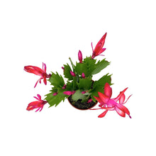 Load image into Gallery viewer, Christmas Cactus, 2.5in, Zygo, Assorted - Floral Acres Greenhouse &amp; Garden Centre
